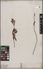 Foto von Salix capensis Thunb.